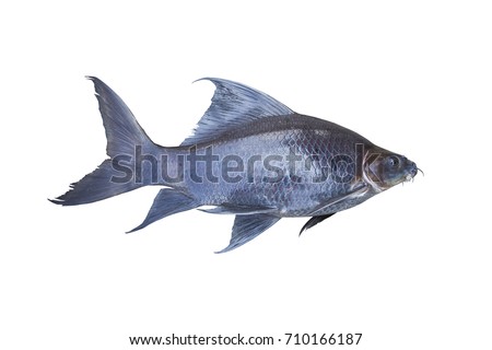 Fresh greater black shark on isolated on white background (Black sharkminnow,Labeo chrysophekadion) with clipping path