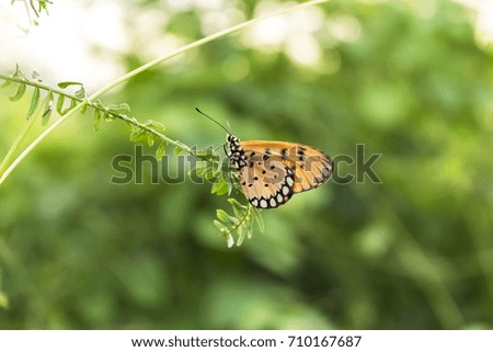Butterflies and leaves