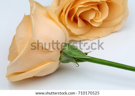 Orange roses on white background with copy space