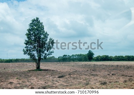 Trees in the garden Royalty-Free Stock Photo #710170996