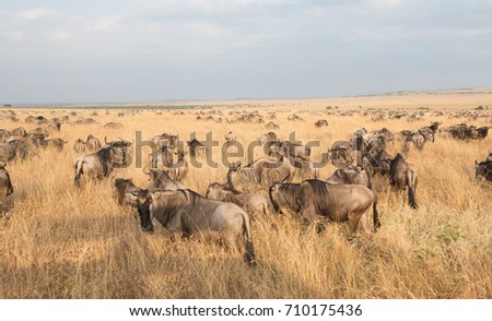 Wildebeest migration. The herd of migrating antelopes goes on dusty savanna. The wildebeests, also called gnus or wildebai, are a genus of antelopes, Connochaetes.