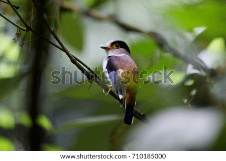 Silver-breasted broadbill bird relaxing on a small branch