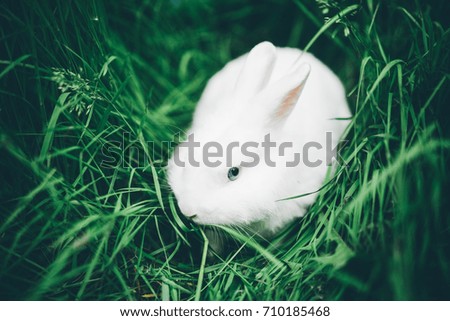 White rabbit with blue eyes sitting on the green grass.