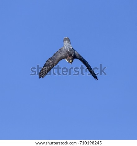Peregrine falcon flying towards you