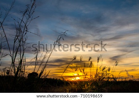 Nature landscape of Sunset sky with grass field silhouette in Thailand Countryside