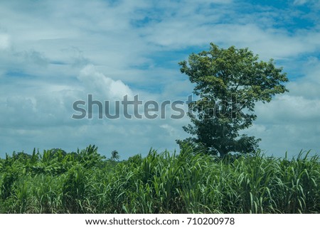 Forest sugarcane big tree sky Royalty-Free Stock Photo #710200978