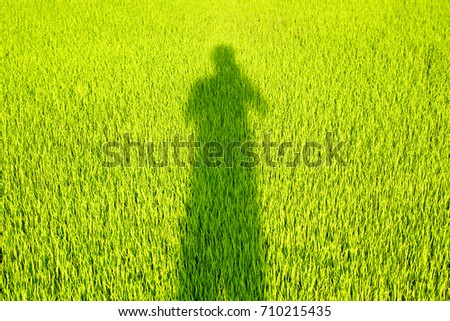 Shadow photographer on green rice field