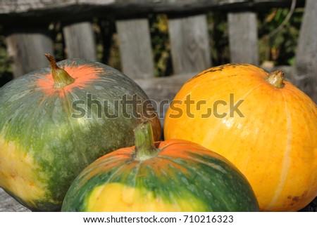 Colorful bright pumpkins on a background of a wooden fence, autumn harvest