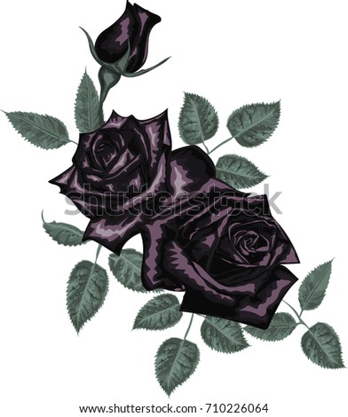 Black rose  for card  design - Vector art
