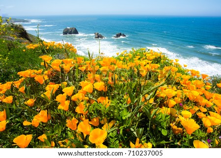 A field of California poppies and the Pacific ocean on the California coast near Mendocino. Royalty-Free Stock Photo #710237005