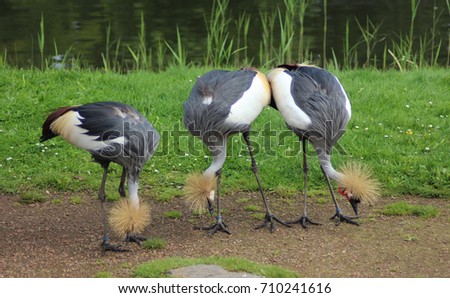 grey crowned crane (Balearica regulorum)