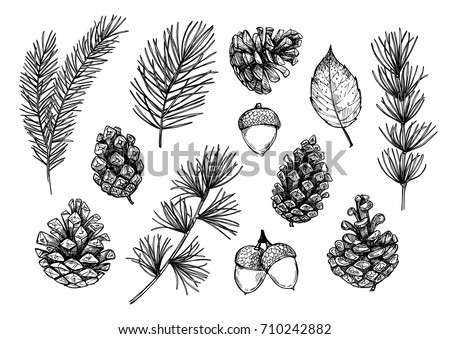 Hand drawn vector illustrations - Forest Autumn (Winter) collection. Spruce branches, acorns, pine cones, fall leaves. Design elements for invitations, greeting cards, quotes, blogs, posters, prints  Royalty-Free Stock Photo #710242882
