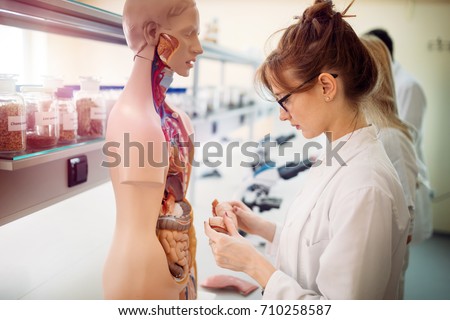 Student of medicine examining anatomical model in lab Royalty-Free Stock Photo #710258587