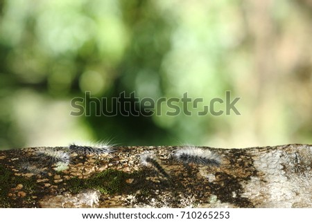 black little worm have white hair on tree have copy space for put text