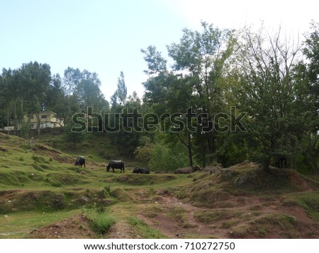 the picture depicts rural life in a hilly area. buffaloes are grazing near home in a natural setting