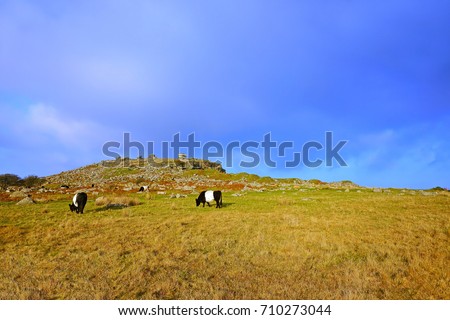 Belted Galloway grazing on Bodmin Moor enjoying late afternoon winter sunshine, the Cheesewring can be seen in the distance, near the Minions, Bodmin Moor, Cornwall, U K