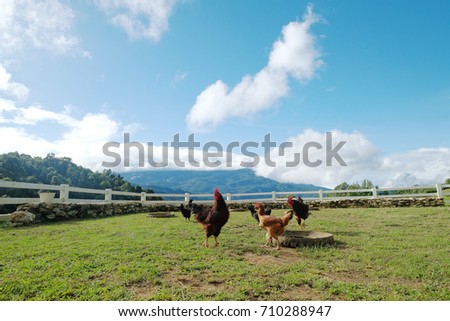 Chicken on a mountain farm., Flock Of Chickens Including Hens And Roosters In Open Grassy Field. 
