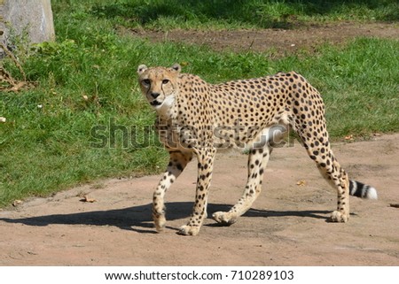 stalking cheetah