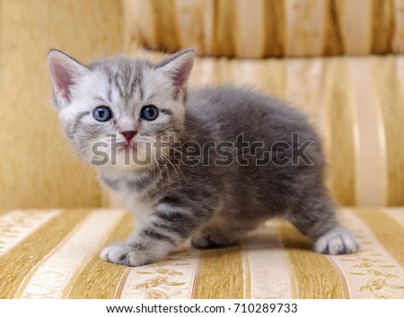 A small white and gray Scottish rock kitten on the couch