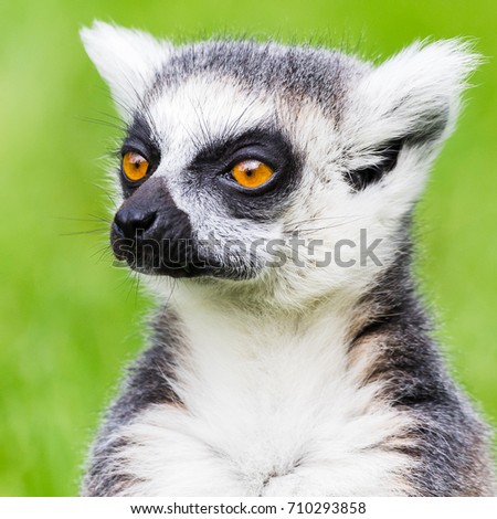 A square cropped portrait of a Ring-tailed lemur, pictured in the summer of 2017 against a backdrop of lush green grass.