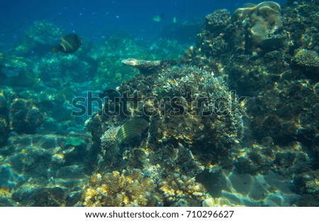 Seascape with coral reef. Tropical seashore inhabitants underwater photo. Coral reef animal. Warm sea nature. Colorful sea fish and coral. Undersea view of marine life. Coral reef landscape
