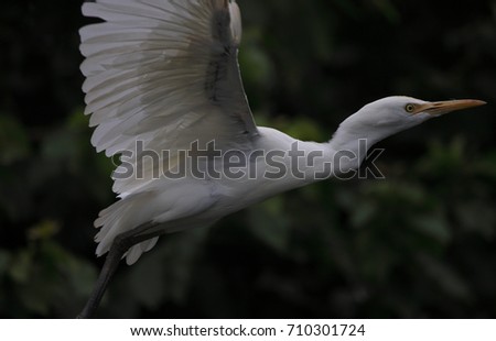 Beautiful snowy sub adult egret sitting on a tree branch
