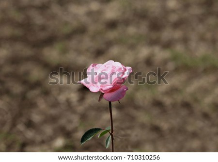 Closeup picture of a single colorful rose