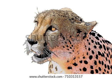 Cartoon (cartoonized) image of a cheetah close-up, isolated on a white background