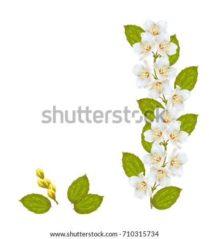 branch of jasmine flowers isolated on white background. 