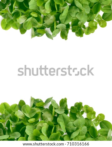 Green clover leaves on white background. St.Patrick 's Day