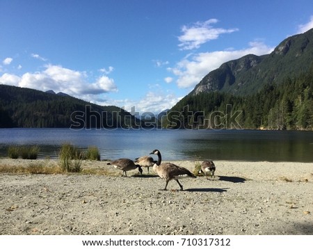 Canadian geese on the beach, Buntzen Lake, Canada