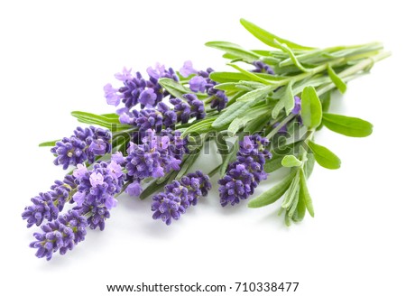 Lavender flowers bundle on a white background Royalty-Free Stock Photo #710338477