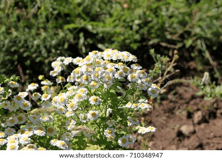 Closeup picture of beautiful white daisies