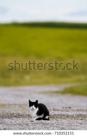 Lonely cat stands guard in the middle of a quiet road