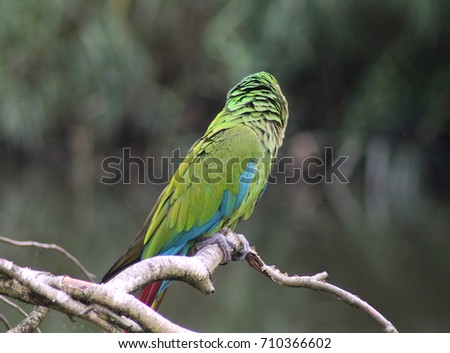 military macaw (Ara militaris)