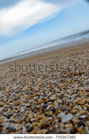 Shells on beach