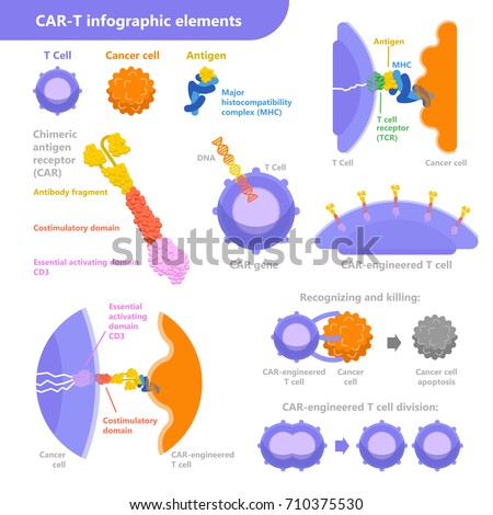 CAR-T cell immunotherapy for cancer treatment. Vector infographic elements with T cell, cancer cell, antigen with the process. Medical illustration in flat design isolated on the white background