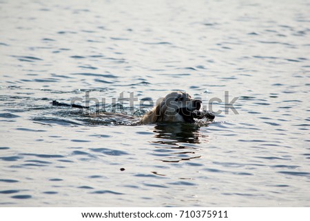 Swimming Golden Retriever: A golden retriever plays fetch in the Puget Sound. Royalty-Free Stock Photo #710375911