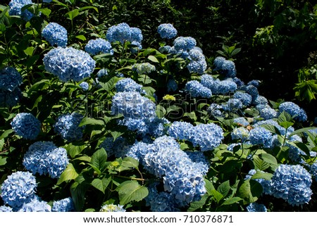 Blue Mophead Hydrangea Bushes: A mosh of mophead hydrangea bushes. Royalty-Free Stock Photo #710376871