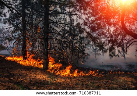 fire. wildfire, burning pine forest in the smoke and flames. Royalty-Free Stock Photo #710387911