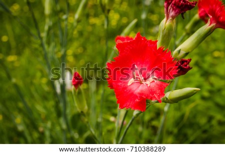 Red carnations 