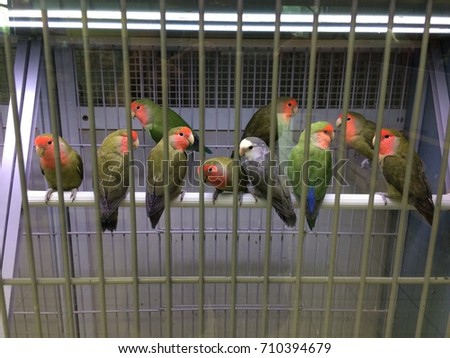 Color parrots in the cage