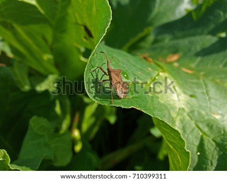 Squash bug, or Shield Bug on a green rhubarb leaf.