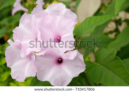 Beautiful purple flowers : Lilac flowers bloom in the garden : Close up of purple flowers bloom in the sun.