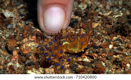 Size comparison of blue ring octopus against my finger Royalty-Free Stock Photo #710420800