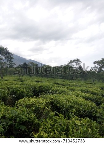 Tea Plantation Background