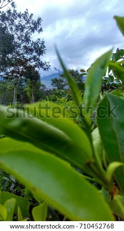 Tea Plantation Background