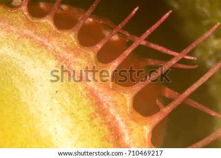 The Venus flytrap (also referred to as Venus's flytrap or Venus' flytrap), Dionaea muscipula, is a carnivorous plant.