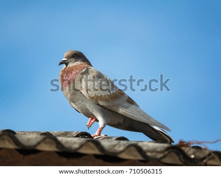 Pigeon on roof of house. The gray beautiful pigeon standing on roof and looking at the camera beautifully. Behind pigeon is the sky background is beautiful. Pigeon or Dove for peace freedom of people