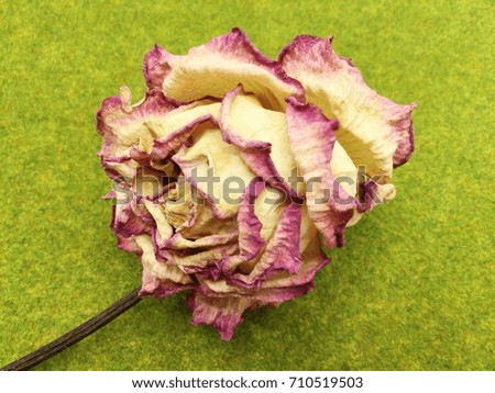 Dried Pink Rose on Green Background.